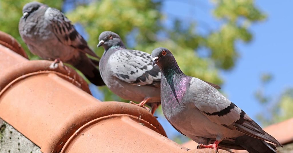 Drei Tauben sitzen auf Ziegeln auf einem Dach | Vogelrutsche